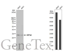 Anti-RPS2 antibody [N2C3] used in Western Blot (WB). GTX114734