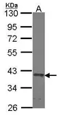 Anti-SEC13L1 antibody used in Western Blot (WB). GTX114742