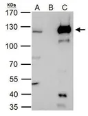 Anti-HLTF antibody [N2C1], Internal used in Immunoprecipitation (IP). GTX114776