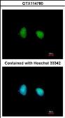Anti-SMARCD1 antibody [N2C1], Internal used in Immunocytochemistry/ Immunofluorescence (ICC/IF). GTX114780