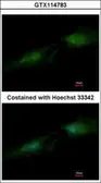 Anti-Spermine synthase antibody [N3C3] used in Immunocytochemistry/ Immunofluorescence (ICC/IF). GTX114783