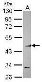Anti-COUP TF1 antibody [N3C3] used in Western Blot (WB). GTX114835