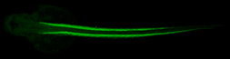 Anti-Tropomyosin 4 antibody used in IHC (Whole mount) (IHC-Wm). GTX114851