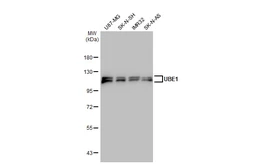 Anti-UBE1 antibody [N1N3] used in Western Blot (WB). GTX114866