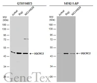 Anti-UQCRC2 antibody used in Western Blot (WB). GTX114873