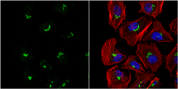 Anti-PFDN3 antibody used in Immunocytochemistry/ Immunofluorescence (ICC/IF). GTX114875