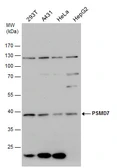 Anti-PSMD7 antibody used in Western Blot (WB). GTX114902