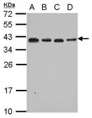Anti-RPL6 antibody used in Western Blot (WB). GTX114913