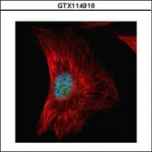 Anti-SF2 antibody used in Immunocytochemistry/ Immunofluorescence (ICC/IF). GTX114918