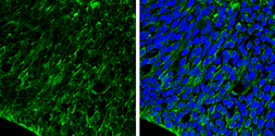 Anti-Occludin antibody used in IHC (Frozen sections) (IHC-Fr). GTX114949