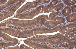 Anti-PEX19 antibody used in IHC (Paraffin sections) (IHC-P). GTX114959