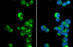 Anti-PEX19 antibody used in Immunocytochemistry/ Immunofluorescence (ICC/IF). GTX114959