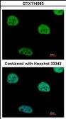 Anti-RIP / Rab antibody used in Immunocytochemistry/ Immunofluorescence (ICC/IF). GTX114963