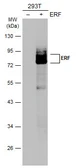 Anti-ERF antibody used in Western Blot (WB). GTX114971