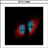 Anti-hnRNP M antibody [N1N2], N-term used in Immunocytochemistry/ Immunofluorescence (ICC/IF). GTX114999