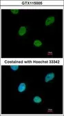 Anti-CNOT3 antibody [C2C3], C-term used in Immunocytochemistry/ Immunofluorescence (ICC/IF). GTX115005