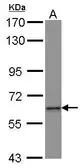 Anti-ZNF37A antibody [N1N3] used in Western Blot (WB). GTX115024
