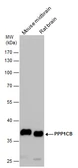 Anti-PPP1CB antibody used in Western Blot (WB). GTX115027