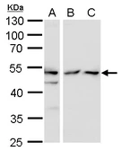 Anti-TAF7 antibody used in Western Blot (WB). GTX115036
