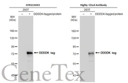 Anti-DDDDK tag antibody used in Western Blot (WB). GTX115043