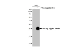 Anti-HA tag antibody (HRP) used in Western Blot (WB). GTX115044-01