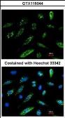 Anti-HA tag antibody used in Immunocytochemistry/ Immunofluorescence (ICC/IF). GTX115044