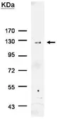 Anti-6X His tag antibody used in Immunoprecipitation (IP). GTX115045