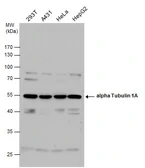 Anti-alpha Tubulin 1A antibody used in Western Blot (WB). GTX115048