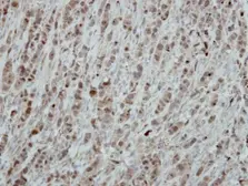 Anti-RRP1 antibody used in IHC (Paraffin sections) (IHC-P). GTX115107