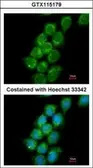 Anti-PRC1 antibody [N1N2], N-term used in Immunocytochemistry/ Immunofluorescence (ICC/IF). GTX115179