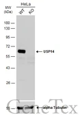 Anti-USP14 antibody used in Western Blot (WB). GTX115186