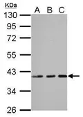 Anti-AIMP1 antibody used in Western Blot (WB). GTX115209