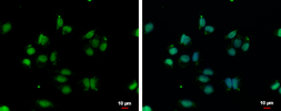 Anti-VPS4B antibody [N3C3] used in Immunocytochemistry/ Immunofluorescence (ICC/IF). GTX115249