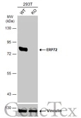 Anti-ERP72 antibody used in Western Blot (WB). GTX115263