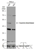 Anti-Guanine deaminase antibody used in Western Blot (WB). GTX115264