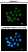 Anti-SAFB2 antibody [N2C1], Internal used in Immunocytochemistry/ Immunofluorescence (ICC/IF). GTX115272