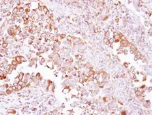 Anti-ACTR1A antibody used in IHC (Paraffin sections) (IHC-P). GTX115348