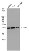 Anti-ARL4A antibody used in Western Blot (WB). GTX115349