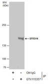 Anti-SFRS14 antibody used in Immunoprecipitation (IP). GTX115357