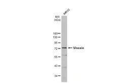 Anti-Vinexin antibody [N3C2], Internal used in Western Blot (WB). GTX115362