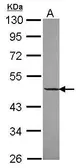 Anti-DNAJA2 antibody [N1C2] used in Western Blot (WB). GTX115393
