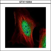 Anti-MAEA antibody used in Immunocytochemistry/ Immunofluorescence (ICC/IF). GTX115394
