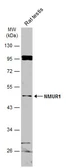 Anti-NMUR1 antibody used in Western Blot (WB). GTX115396