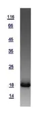 Human IFITM3 protein, His tag. GTX115407-pro