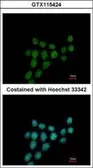 Anti-PIBF1 antibody [C1C3] used in Immunocytochemistry/ Immunofluorescence (ICC/IF). GTX115424