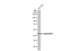 Anti-RAD51AP1 antibody [N1C1] used in Western Blot (WB). GTX115455