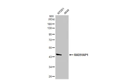 Anti-RAD51AP1 antibody [N1C1] used in Western Blot (WB). GTX115455