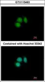 Anti-CUGBP2 antibody [N1N3] used in Immunocytochemistry/ Immunofluorescence (ICC/IF). GTX115463