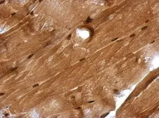 Anti-GMEB1 antibody used in IHC (Paraffin sections) (IHC-P). GTX115465