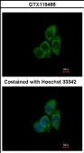 Anti-TCP1 theta antibody used in Immunocytochemistry/ Immunofluorescence (ICC/IF). GTX115466